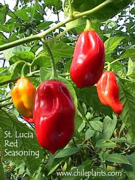 ST LUCIA RED SEASONING