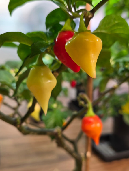 SCARLET LANTERN (PI 315008) PLANT SCARLET LANTERN (PI 315008) PLANT