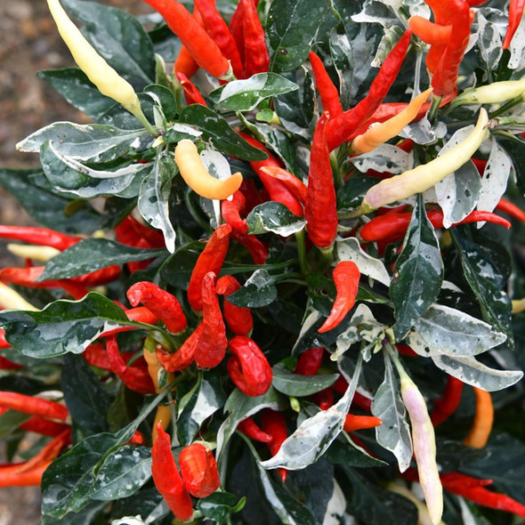 SUNI UCHU (PI 593927)
