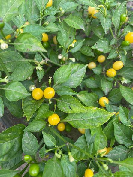 WILD BRAZIL