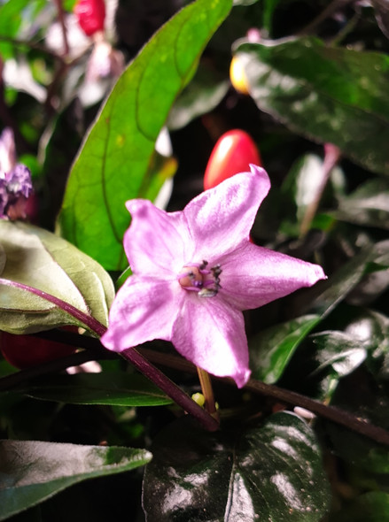 BOLIVIAN RAINBOW FLOWER