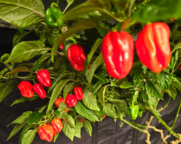 SCOTCH BONNET RED PLANT SCOTCH BONNET RED PLANT