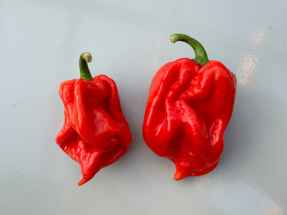 TRUE JAMAICAN SCOTCH BONNET MOA TRUE JAMAICAN SCOTCH BONNET MOA