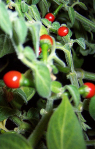 CAPSICUM GALAPAGOENSE (GRIF 1567)