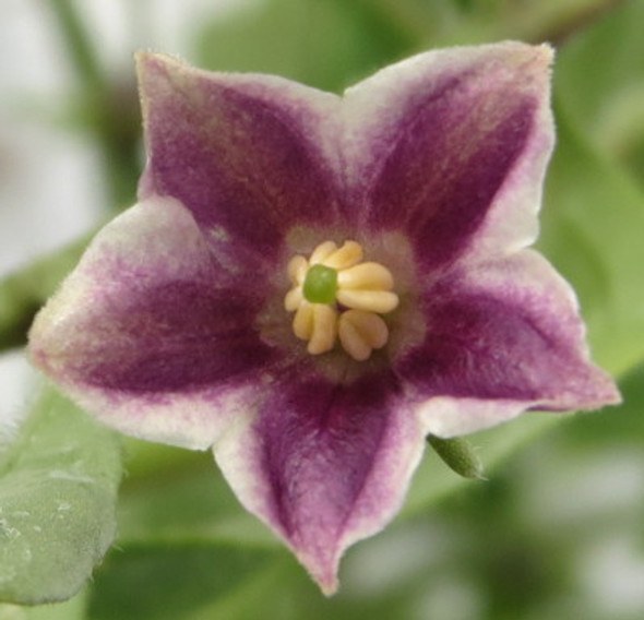 CAPSICUM LANCEOLATUM
