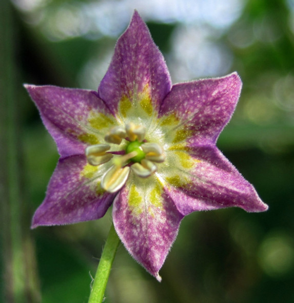 CAPSICUM PRAETERMISSUM (PI 441654)