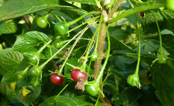 RHOMBOIDEUM (PI 645680)