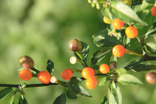 CAPSICUM SCHOTTIANUM