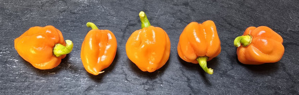 7 POT BUBBLEGUM x NAGA APRICOT MATURE PODS IMAGE 7 POT BUBBLEGUM x NAGA APRICOT MATURE PODS IMAGE