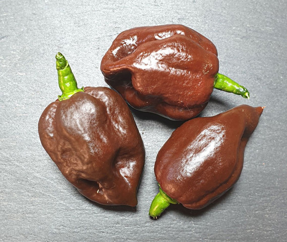 7 POT PRIMO CHOCOLATE MATURE PODS IMAGE 7 POT PRIMO CHOCOLATE MATURE PODS IMAGE