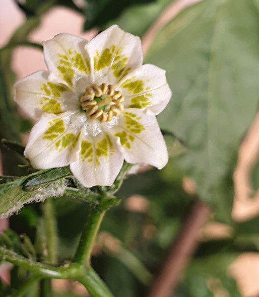 AJI ASTA DE BUEY FLOWER IMAGE