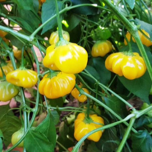 AJI BRAZILIAN STARFISH YELLOW MATURE PLANT IMAGE AJI BRAZILIAN STARFISH YELLOW MATURE PLANT IMAGE