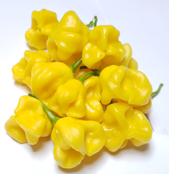 AJI FANTASY MATURE PODS IMAGE AJI FANTASY MATURE PODS IMAGE