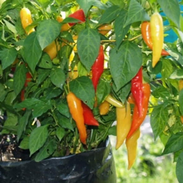 AJI PIURA MATURE PLANT IMAGE AJI PIURA MATURE PLANT IMAGE