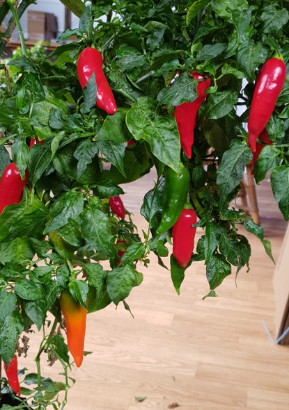 AJI VALLE DE CANCA MATURE PLANT AJI VALLE DE CANCA MATURE PLANT