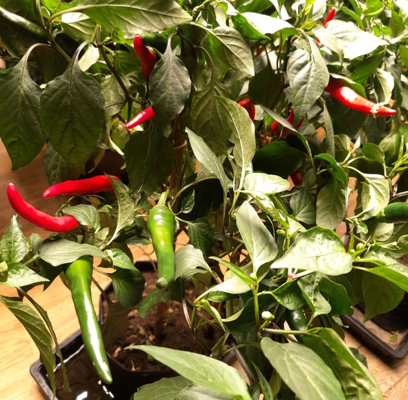 ALEGRIA RIOJANA MATURE CHILLI PLANT ALEGRIA RIOJANA MATURE CHILLI PLANT