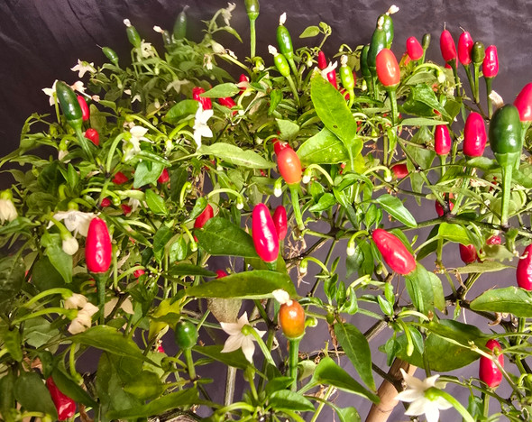 BIRDSEYE ITALICO PLANT BIRDSEYE ITALICO PLANT