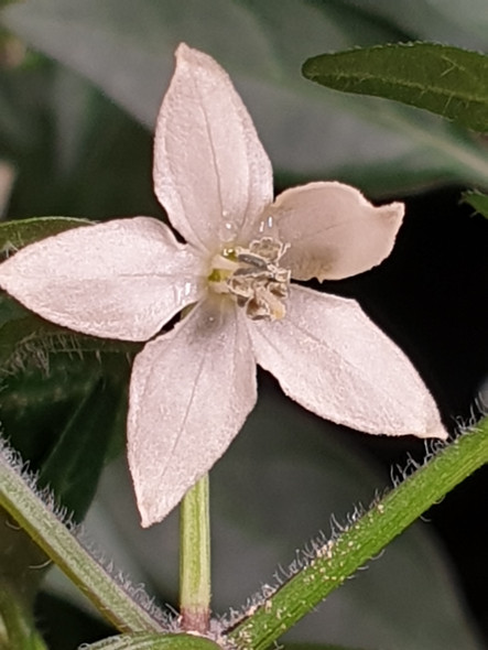 BIRDSEYE BABY FLOWER BIRDSEYE BABY FLOWER