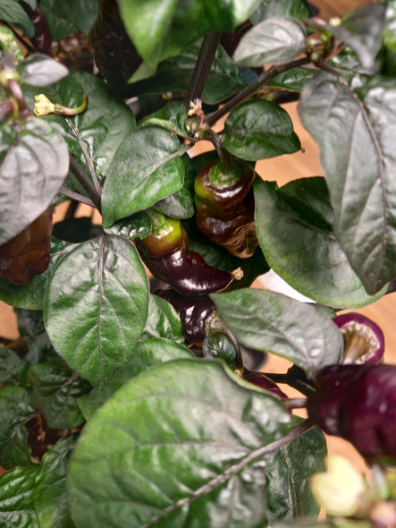 NAGA BLACK PLANT NAGA BLACK PLANT