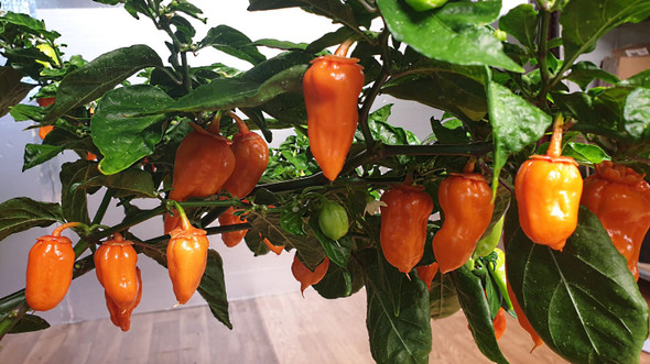 BLEEDING JIGSAW PLANT BLEEDING JIGSAW PLANT