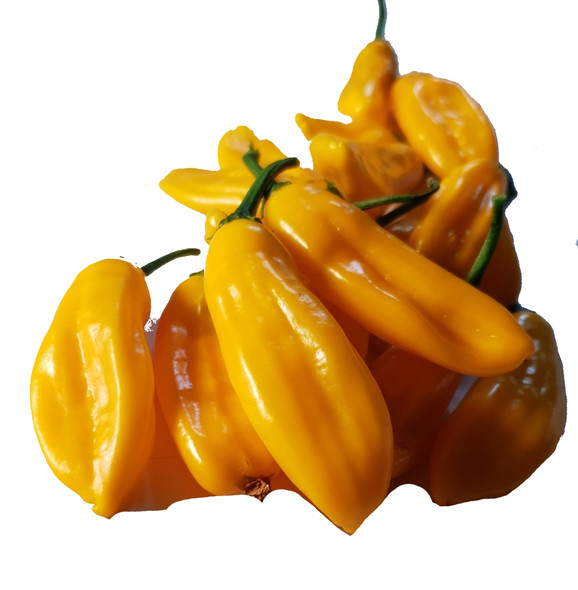 BLENDED LEMON YELLOW MATURE PODS BLENDED LEMON YELLOW MATURE PODS