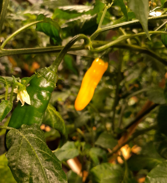 BLENDED LEMON YELLOW PLANT BLENDED LEMON YELLOW PLANT