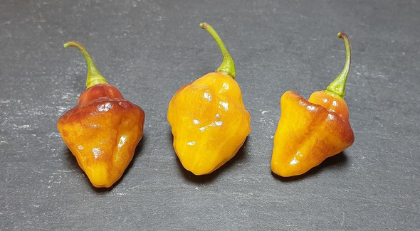 BOLIVIAN BUMPY MATURE PODS