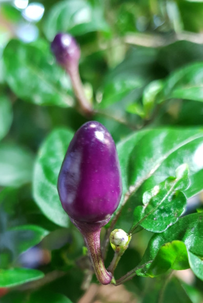 BURUNDI PEPPER IMMATURE POD ON PLANT BURUNDI PEPPER IMMATURE POD ON PLANT