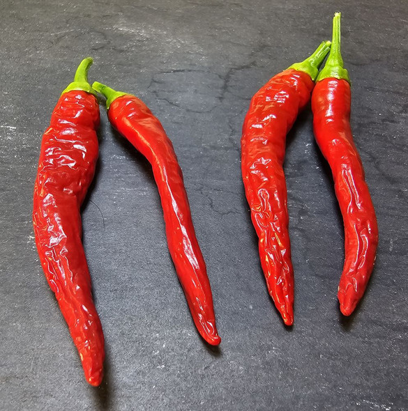 CABAI KERINTING MATURE PODS CABAI KERINTING MATURE PODS