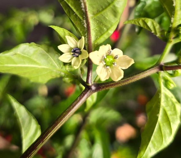 CARBOURGA RED FLOWER CARBOURGA RED FLOWER