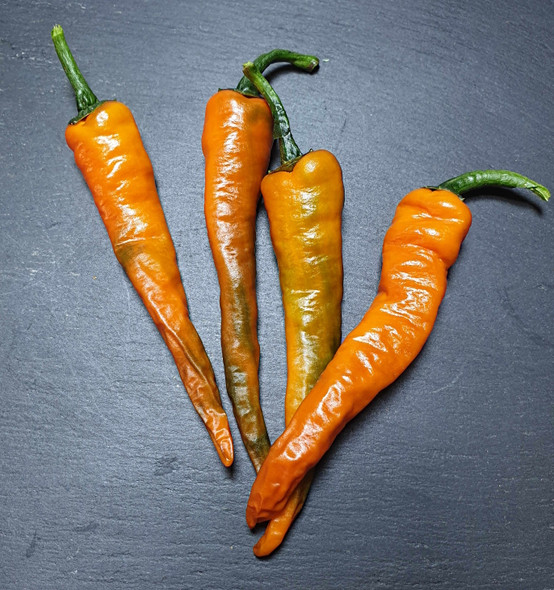 CAYENNE MILD TURKISH MATURE PODS CAYENNE MILD TURKISH MATURE PODS