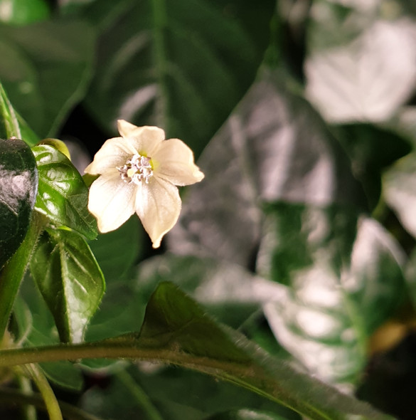 CHEIRO RECIFE FLOWER