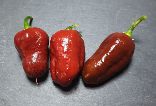CHOCOLATE DROP MATURE PODS CHOCOLATE DROP MATURE PODS