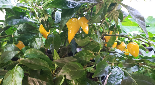 CITRON PLANT