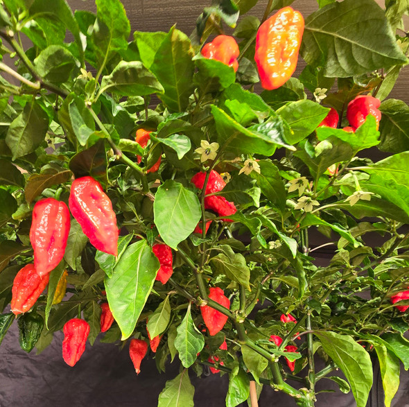 CLOCKWORK RED PLANT CLOCKWORK RED PLANT