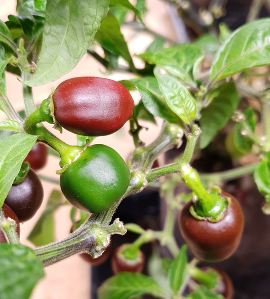 COFFEE PLANT COFFEE PLANT