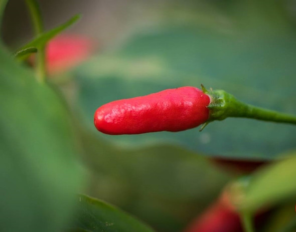 CUMARI ALONGADO MATURE POD CUMARI ALONGADO MATURE POD