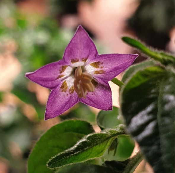 CUMARI ALONGADO FLOWER CUMARI ALONGADO FLOWER