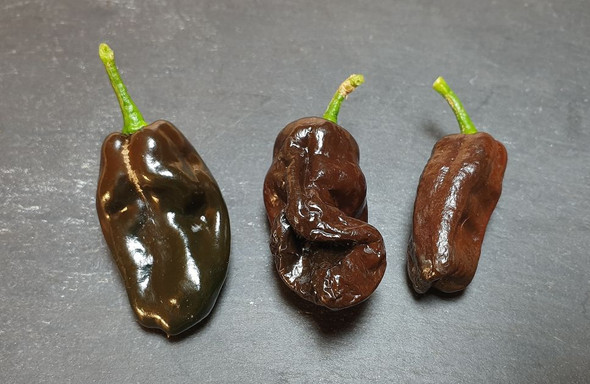 DEVILS TONGUE CHOCOLATE MATURE PODS DEVILS TONGUE CHOCOLATE MATURE PODS