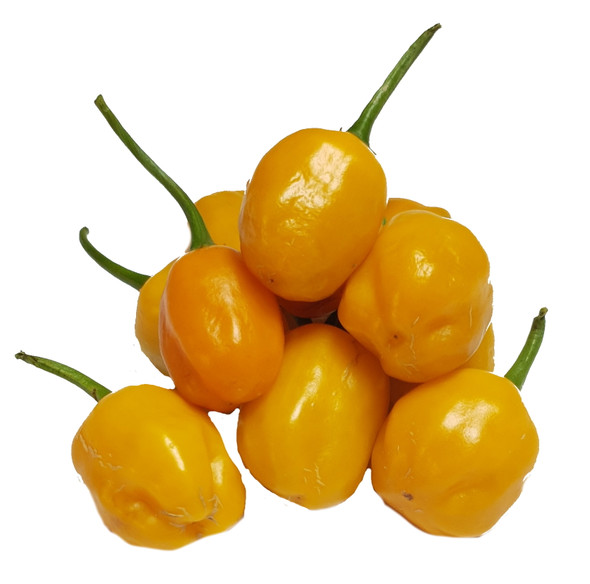 EL ORO DE ECUADOR MATURE PODS