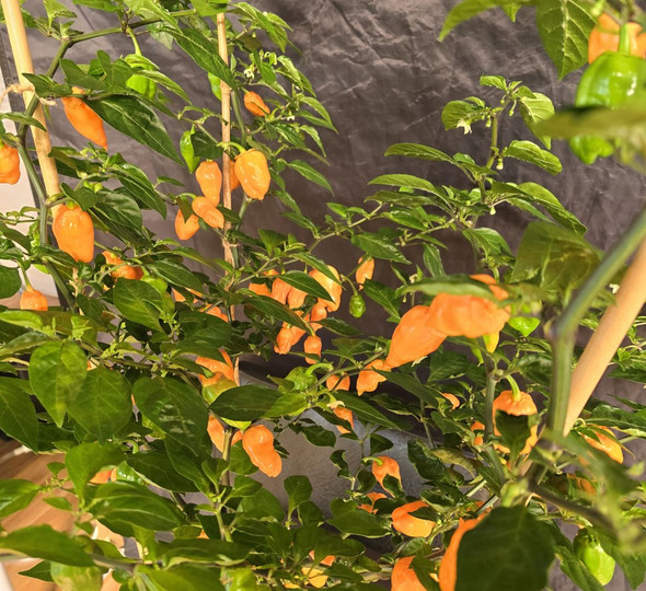 FATALII PEACH PLANT FATALII PEACH PLANT