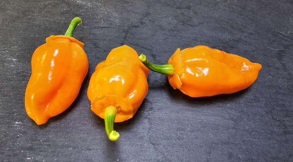 FATALII PEACH MATURE PODS FATALII PEACH MATURE PODS