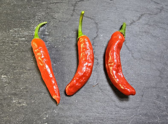 FIL FIL CAYENNE MATURE PODS FIL FIL CAYENNE MATURE PODS