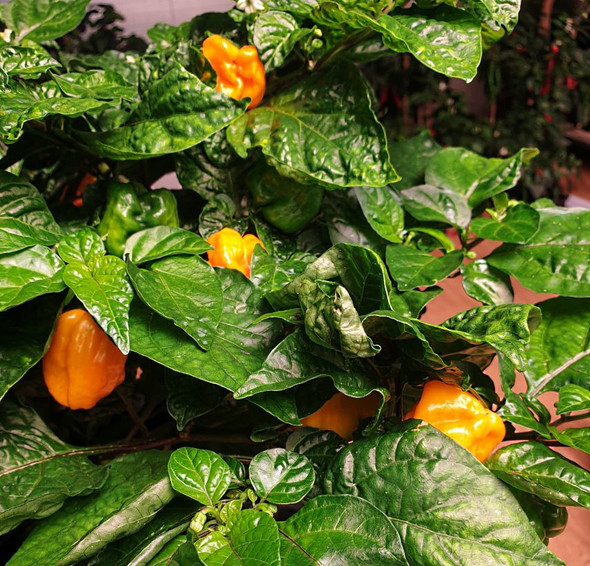 FRONTERA SWEET PLANT FRONTERA SWEET PLANT