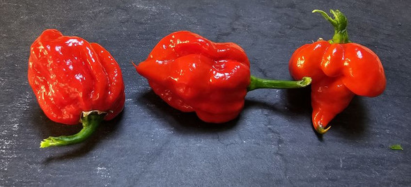 GIBBERING IDIOT MATURE PODS GIBBERING IDIOT MATURE PODS