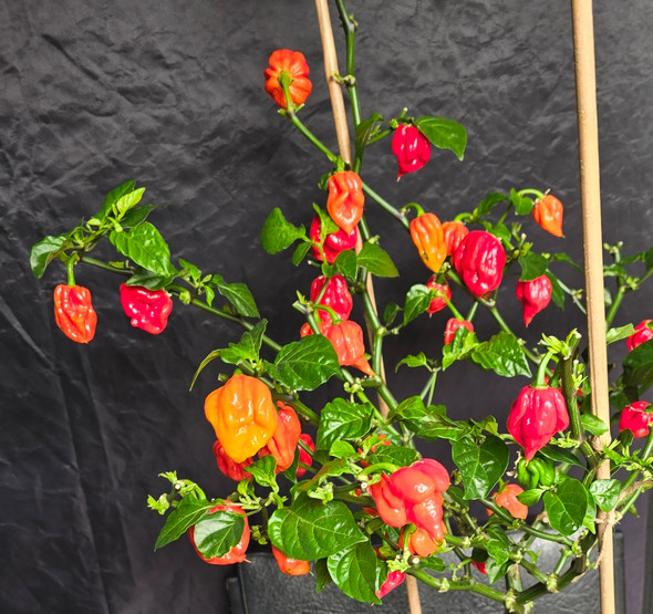 GIBBERING IDIOT PLANT GIBBERING IDIOT PLANT