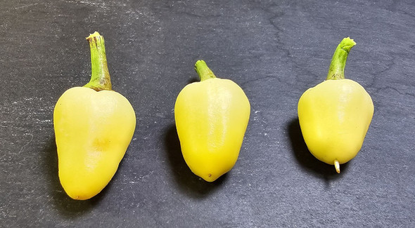 GOLD CONE MATURE PODS GOLD CONE MATURE PODS