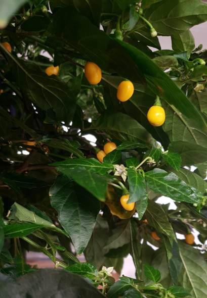 HABANERO PERUVIAN YELLOW PLANT HABANERO PERUVIAN YELLOW PLANT