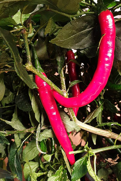 HANGIJAO 10 PLANT HANGIJAO 10 PLANT