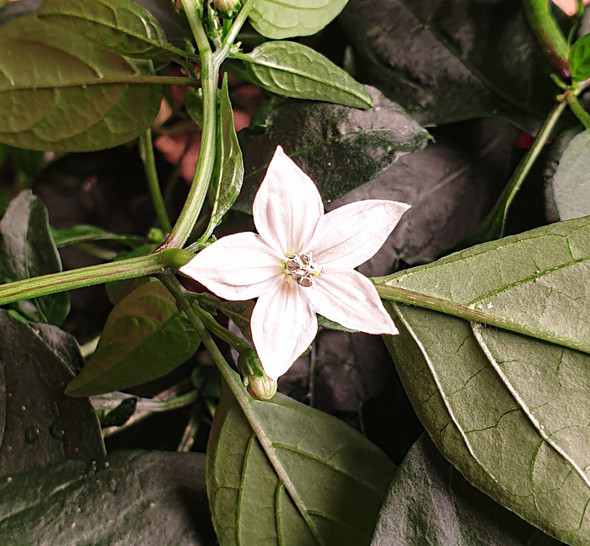 HANGIJAO 10 FLOWER HANGIJAO 10 FLOWER